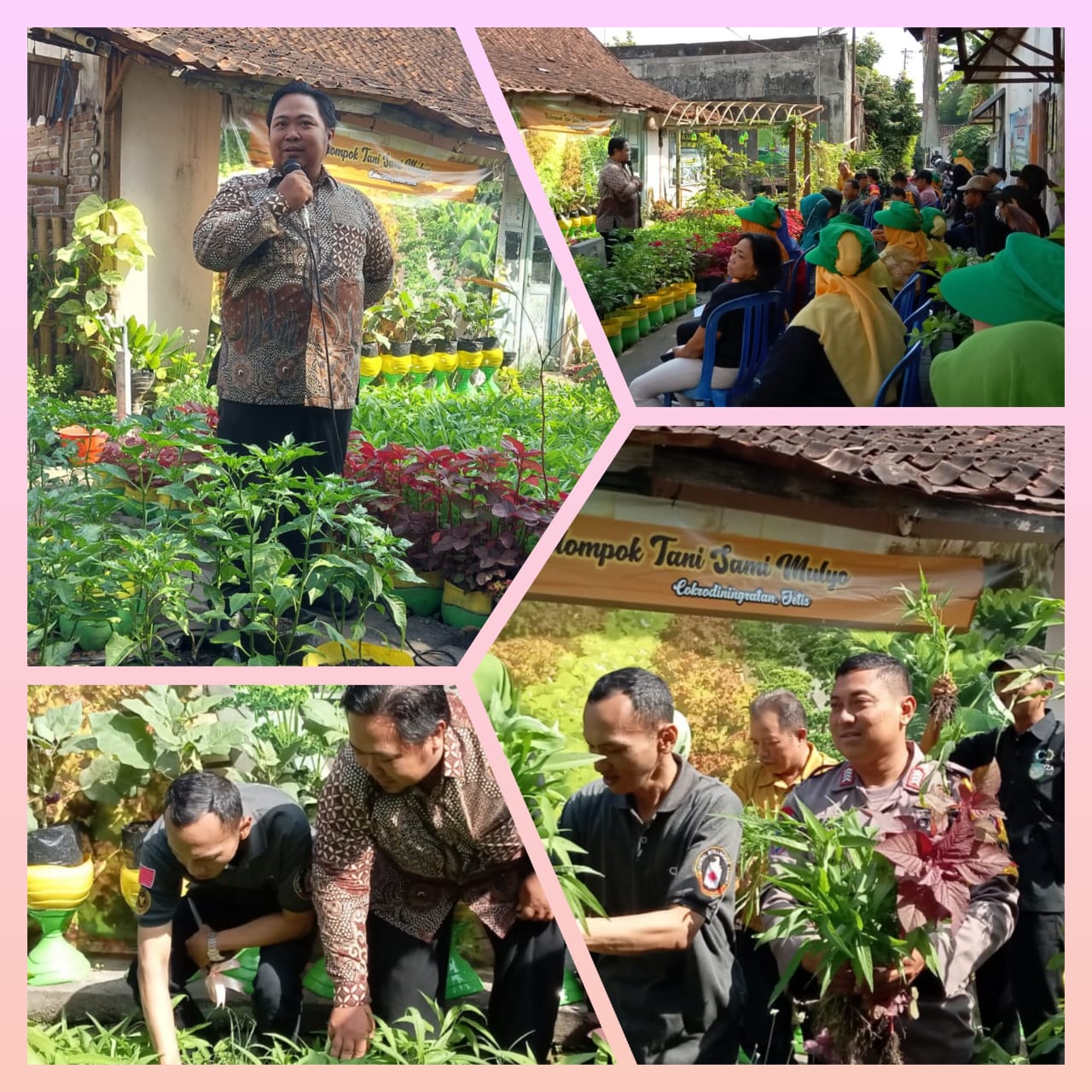 Panen Bersama Mantri Pamong Praja dan Lurah di KT Sami Mulyo RW 03 Cokrodiningratan